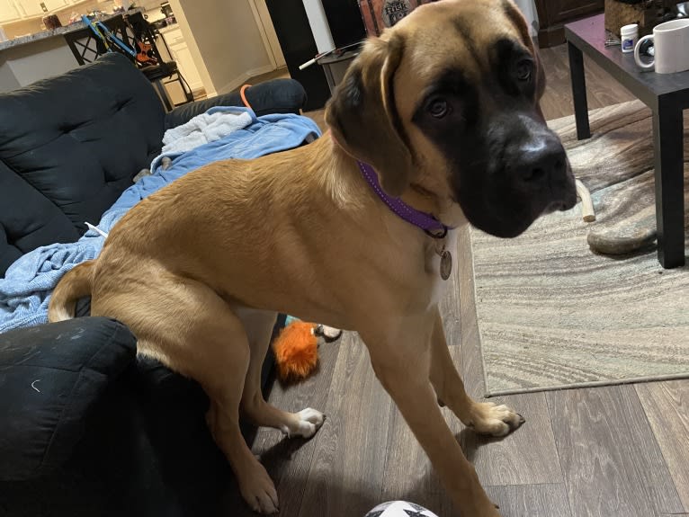 Zoey, a Saint Bernard and Mastiff mix tested with EmbarkVet.com