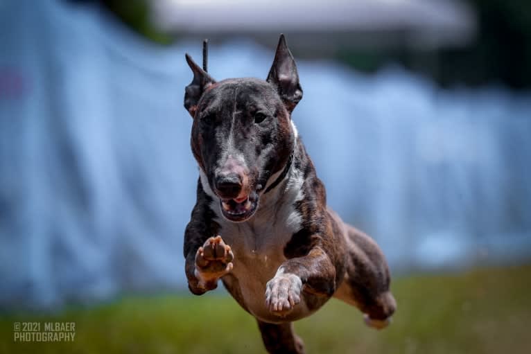 Dippy, a Bull Terrier tested with EmbarkVet.com