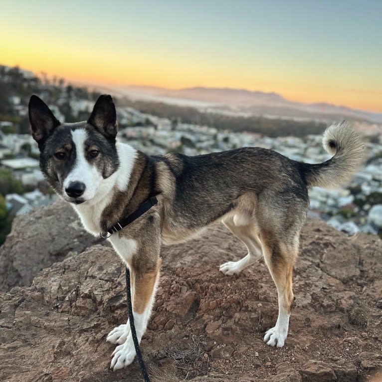 Legoshi, a Central Asian Village Dog tested with EmbarkVet.com