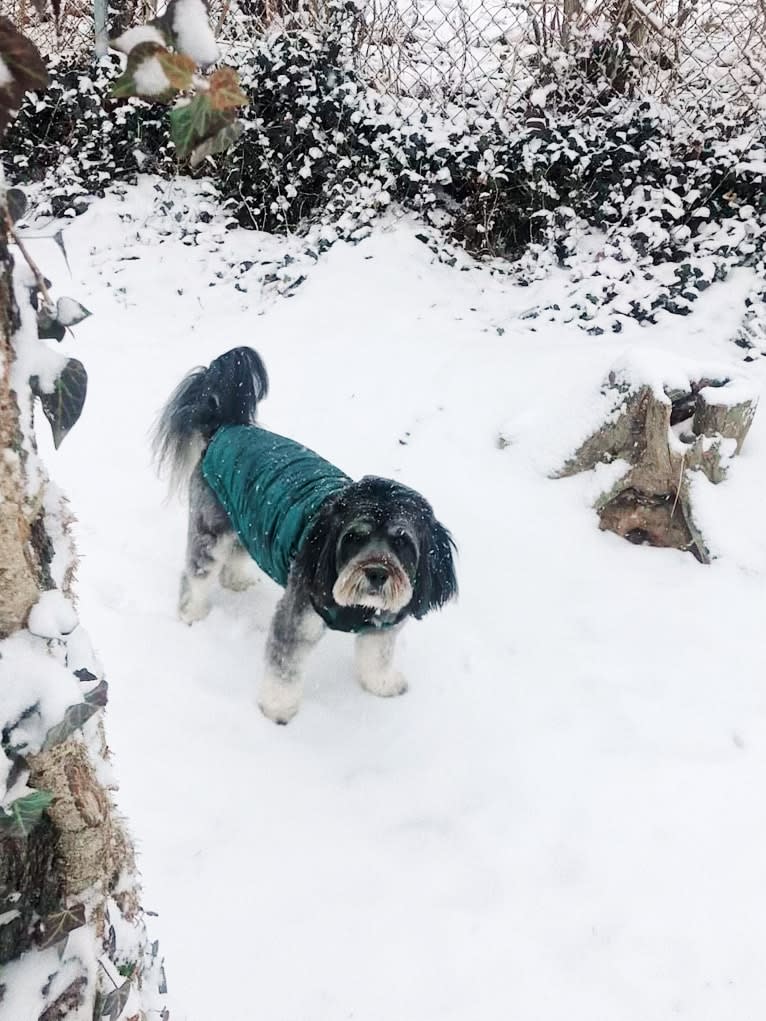 Abey, a Lhasa Apso and Cocker Spaniel mix tested with EmbarkVet.com