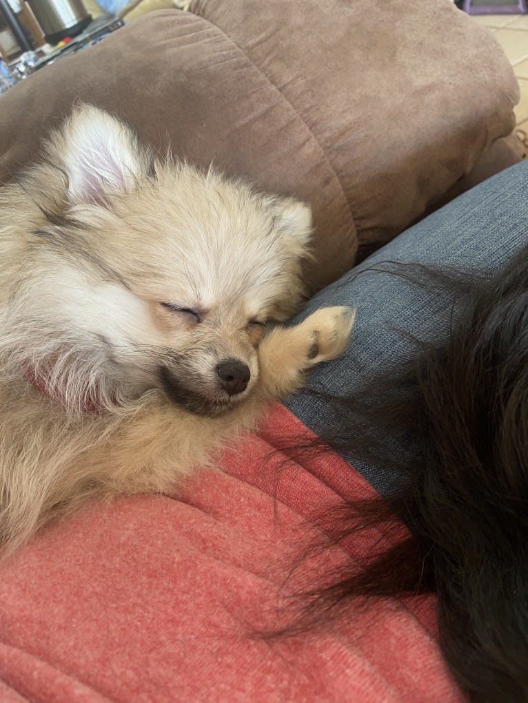 Okami, a Pomeranian tested with EmbarkVet.com