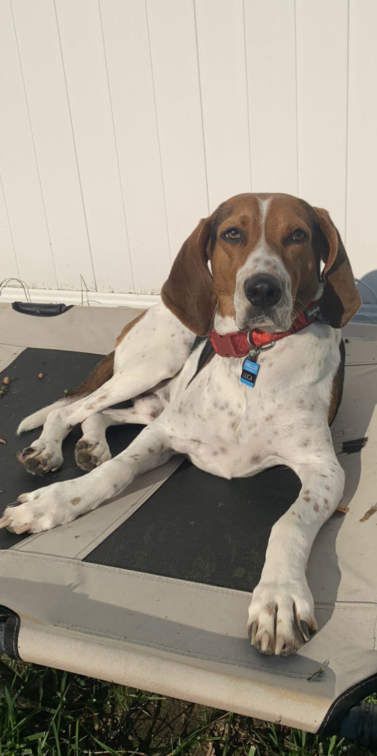 Luca, a Treeing Walker Coonhound tested with EmbarkVet.com