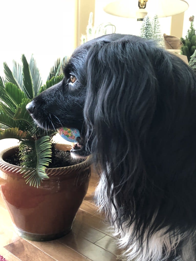 Beauregard, a Cocker Spaniel and Mountain Cur mix tested with EmbarkVet.com