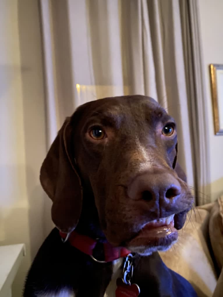 Franklin Hans Neidermeyer, a Pointer and German Shorthaired Pointer mix tested with EmbarkVet.com