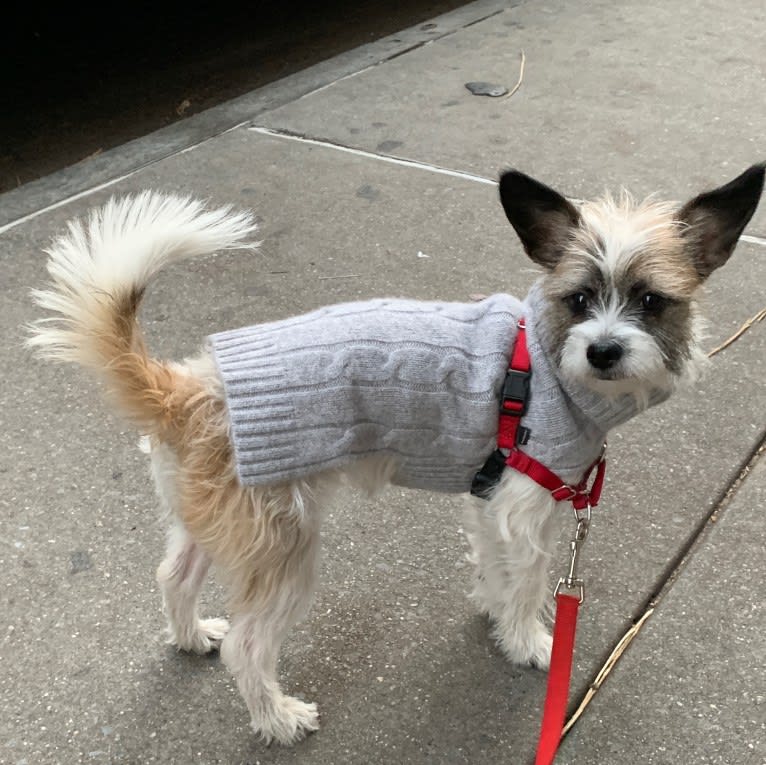 maggie, a Chihuahua and Shih Tzu mix tested with EmbarkVet.com