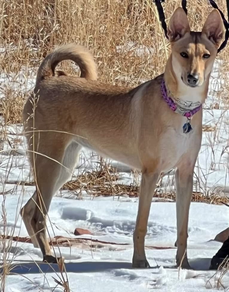 Lady Nala Bear BCF, a Carolina Dog tested with EmbarkVet.com