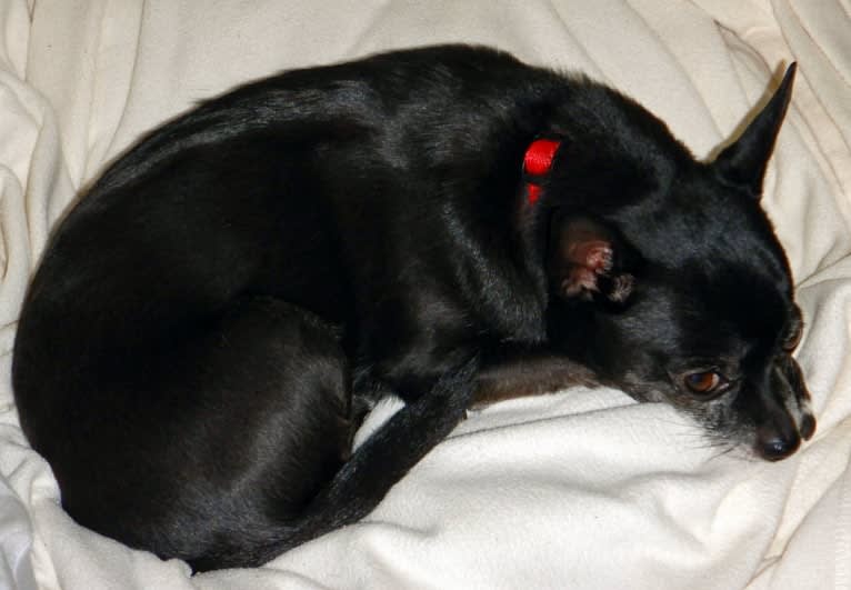 Tango, a Chihuahua tested with EmbarkVet.com