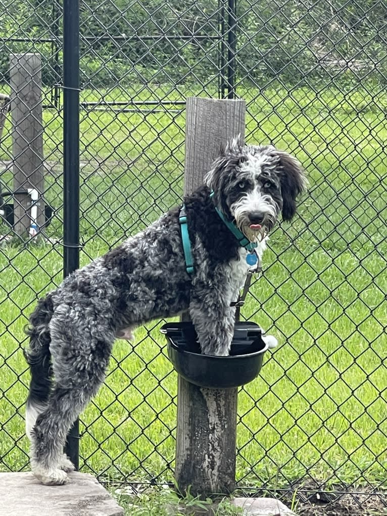 Obi1, an Aussiedoodle (6.3% unresolved) tested with EmbarkVet.com