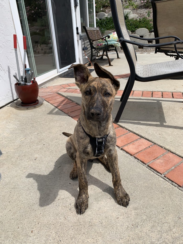 Rory, a German Shepherd Dog and American Pit Bull Terrier mix tested with EmbarkVet.com