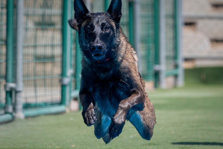 Maverick, a Belgian Shepherd tested with EmbarkVet.com