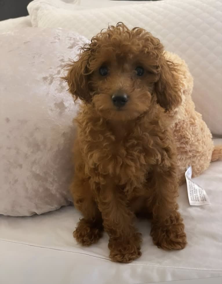Bonnie, a Poodle (Small) tested with EmbarkVet.com