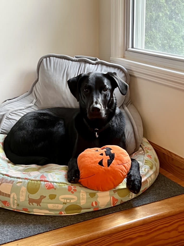George, a Labrador Retriever and Belgian Malinois mix tested with EmbarkVet.com