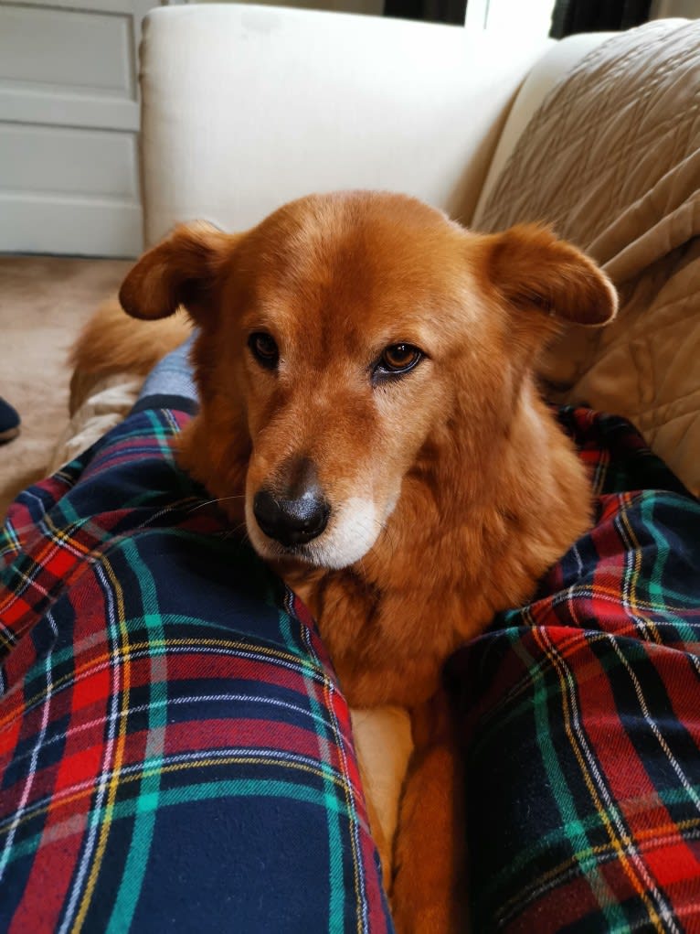 Sunny, a Chow Chow and Australian Cattle Dog mix tested with EmbarkVet.com