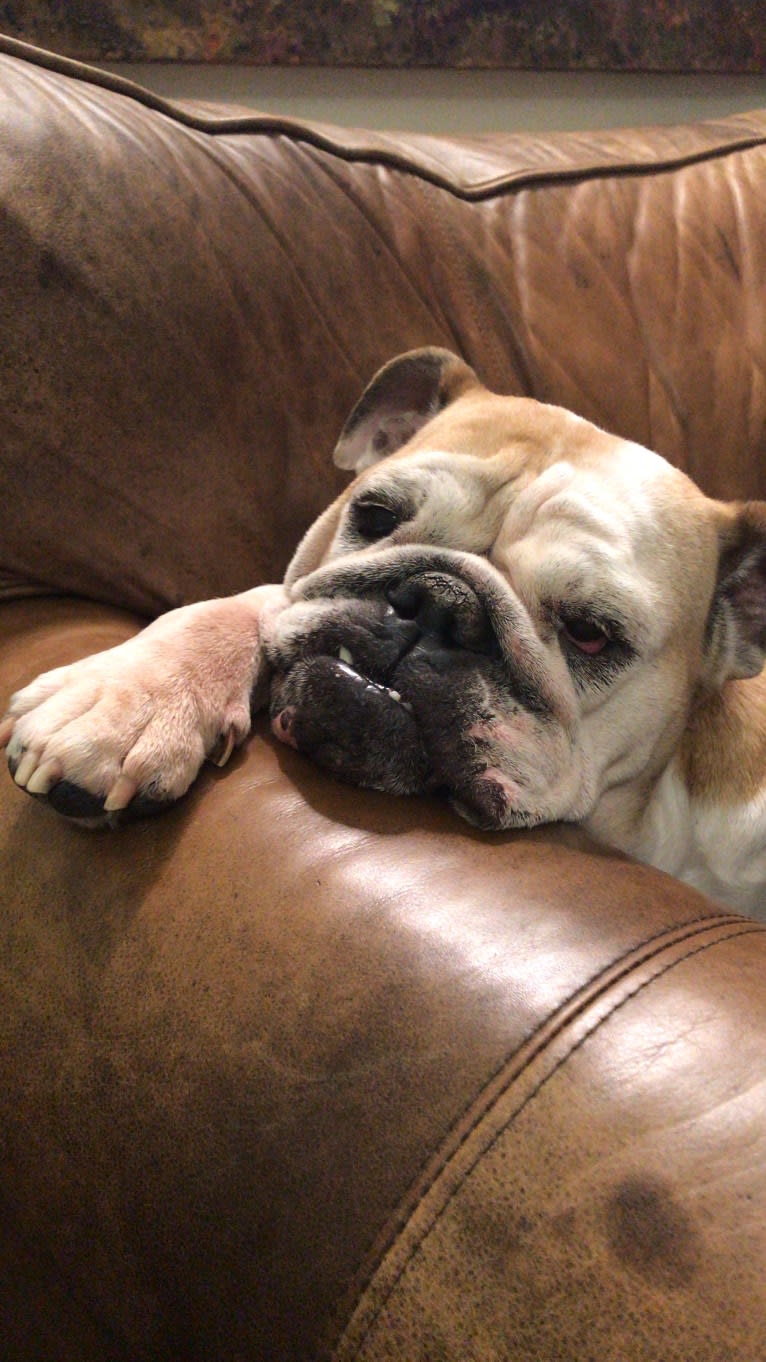 Noel, a Bulldog tested with EmbarkVet.com