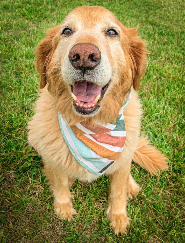 Jake, a Golden Retriever and Cocker Spaniel mix tested with EmbarkVet.com