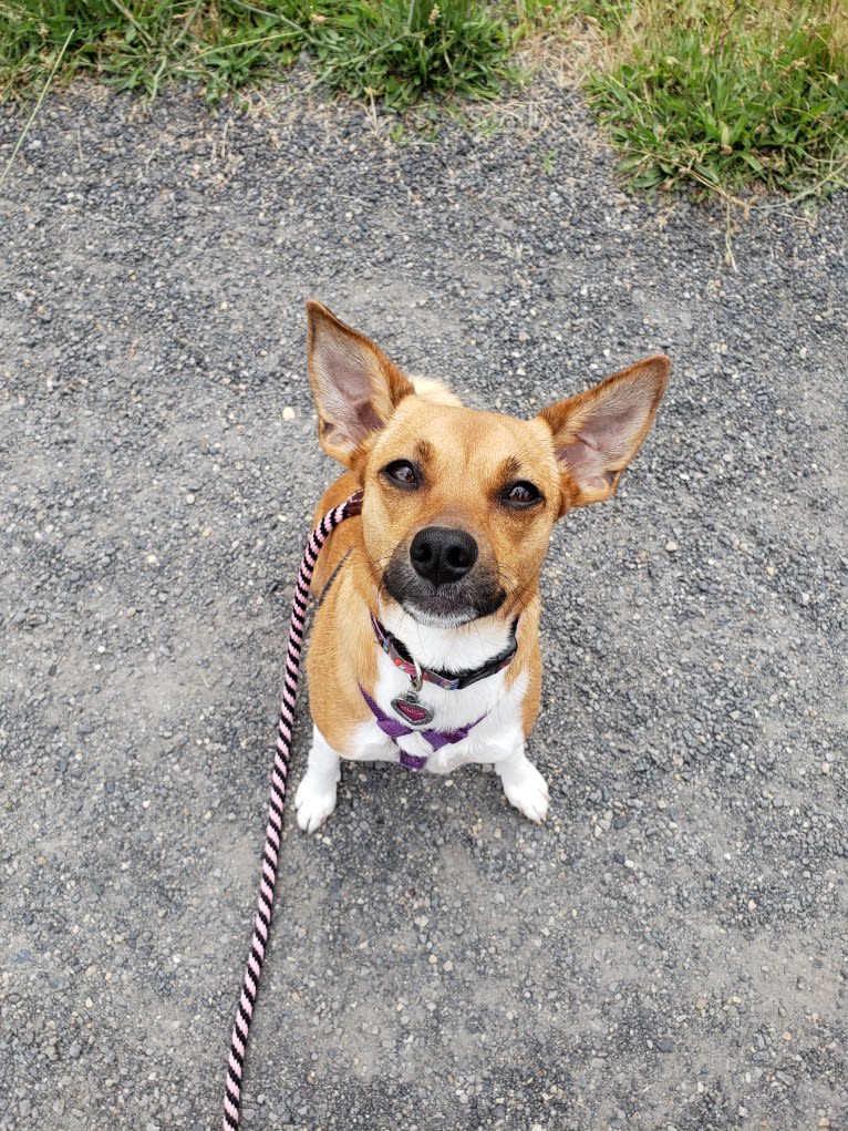 Alice, a Chihuahua and Australian Cattle Dog mix tested with EmbarkVet.com