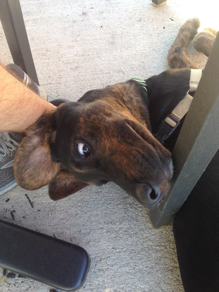 Remington, a Treeing Walker Coonhound and American Pit Bull Terrier mix tested with EmbarkVet.com