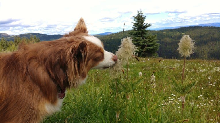 Koda, an Australian Shepherd tested with EmbarkVet.com