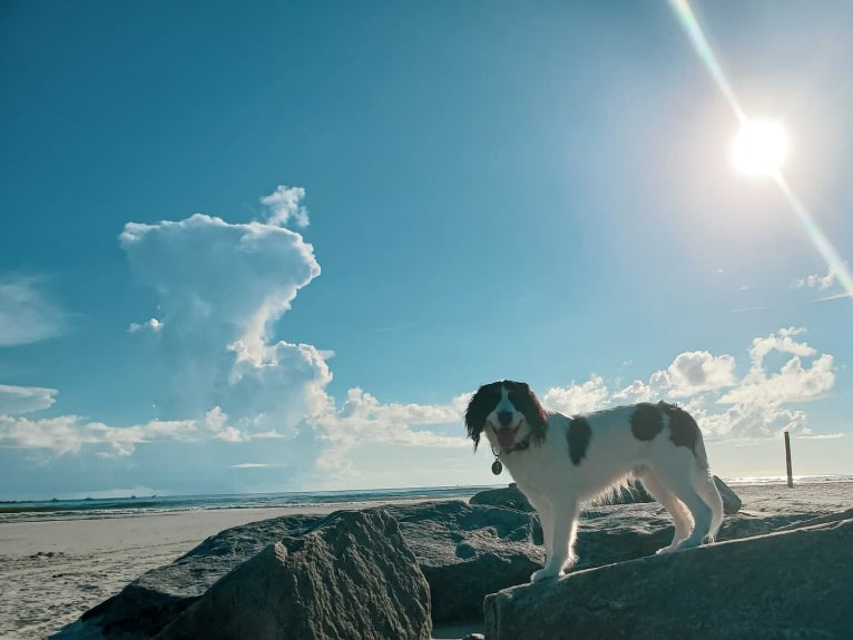 Poet, a Nederlandse Kooikerhondje tested with EmbarkVet.com