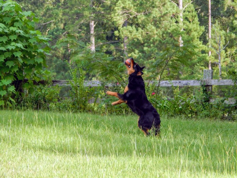 Astharoshe, an Australian Cattle Dog and Chow Chow mix tested with EmbarkVet.com