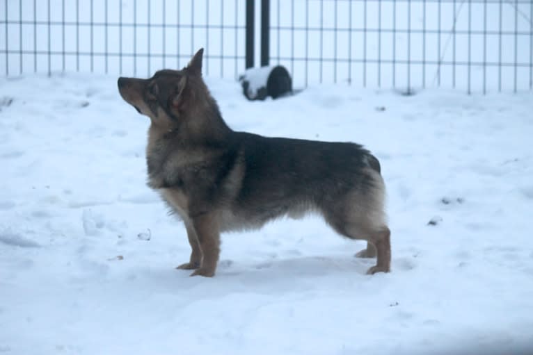 Baron, a Swedish Vallhund tested with EmbarkVet.com