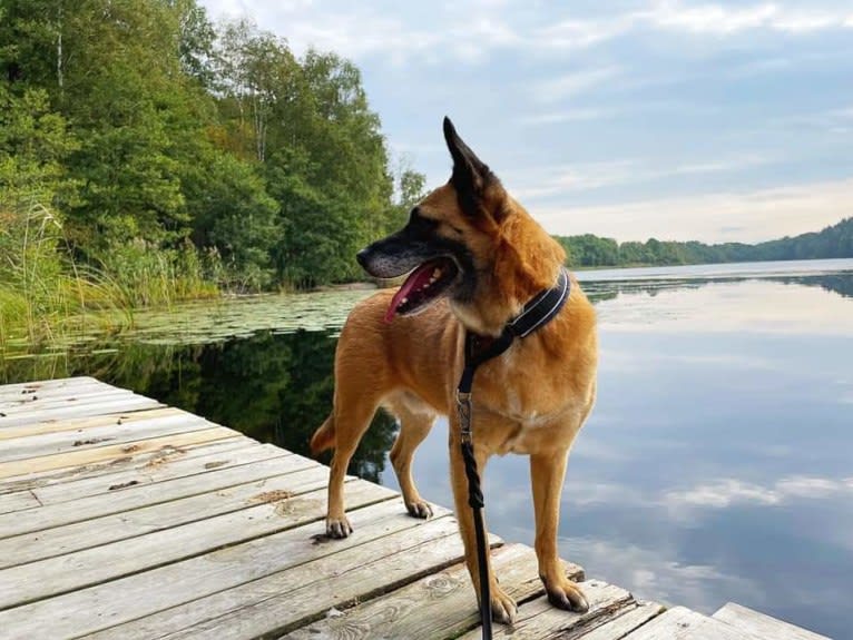 Salvan (fd. Matiz), an Eastern European Village Dog tested with EmbarkVet.com
