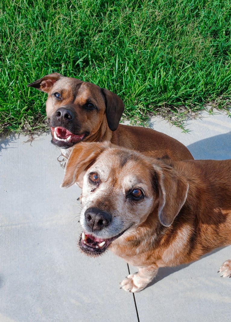 Gatlin, a Chihuahua and American Pit Bull Terrier mix tested with EmbarkVet.com