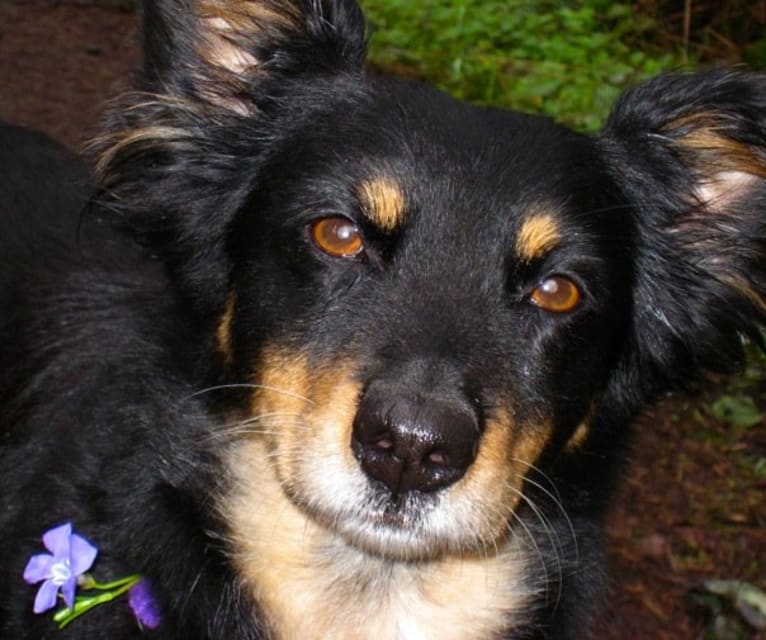 FrendL (The Fabulous & Occasionally Ferocious), a Rottweiler and German Shepherd Dog mix tested with EmbarkVet.com