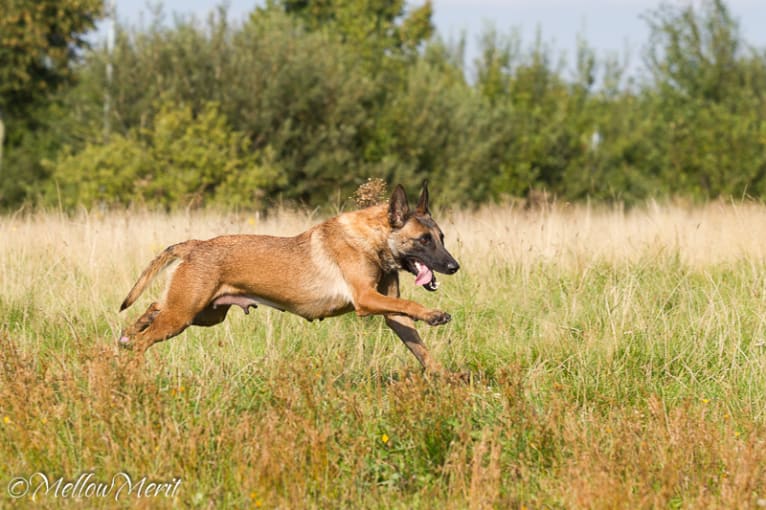 Lyka, a Belgian Shepherd tested with EmbarkVet.com