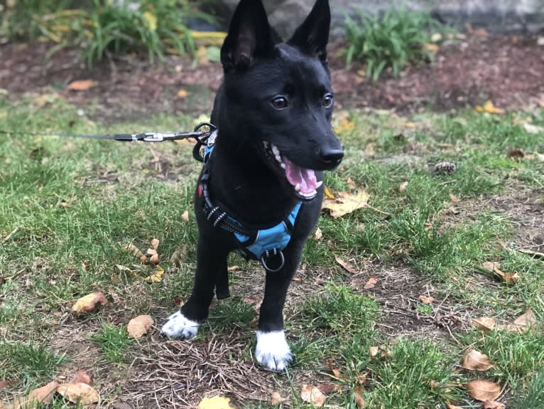 Lucas, an East Asian Village Dog tested with EmbarkVet.com