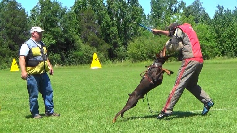 Enzo, a Doberman Pinscher tested with EmbarkVet.com