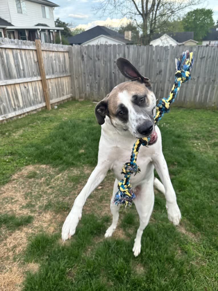 Lilly, a Great Pyrenees and Labrador Retriever mix tested with EmbarkVet.com