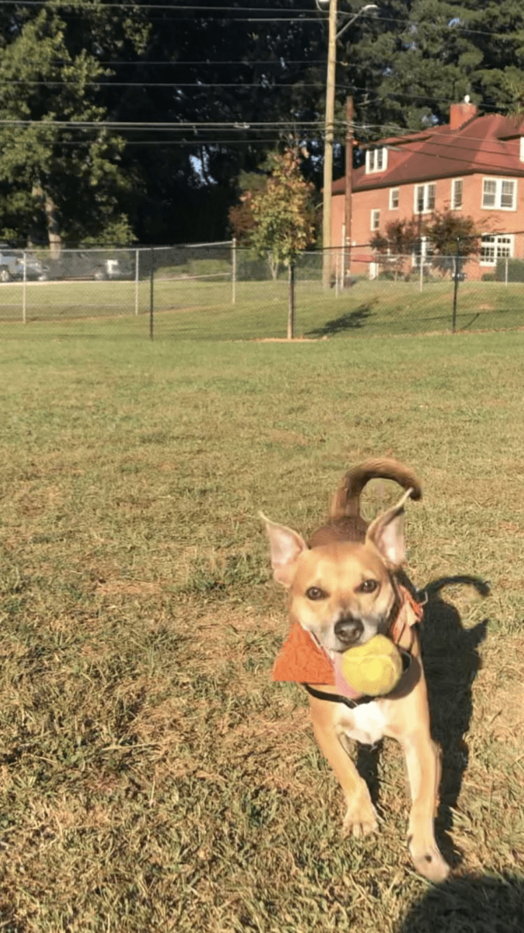 Buster, a Chihuahua and Russell-type Terrier mix tested with EmbarkVet.com