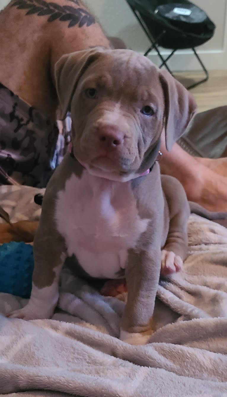 Baba Yaga, an American Bully tested with EmbarkVet.com