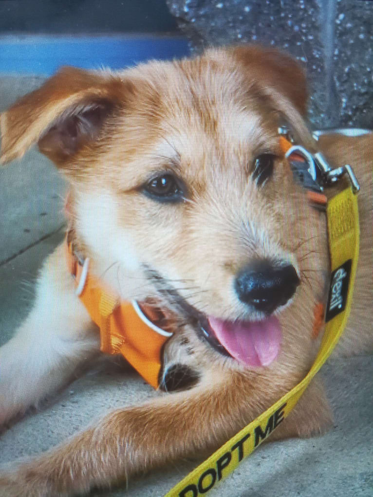 Zoey, a Rat Terrier and Siberian Husky mix tested with EmbarkVet.com