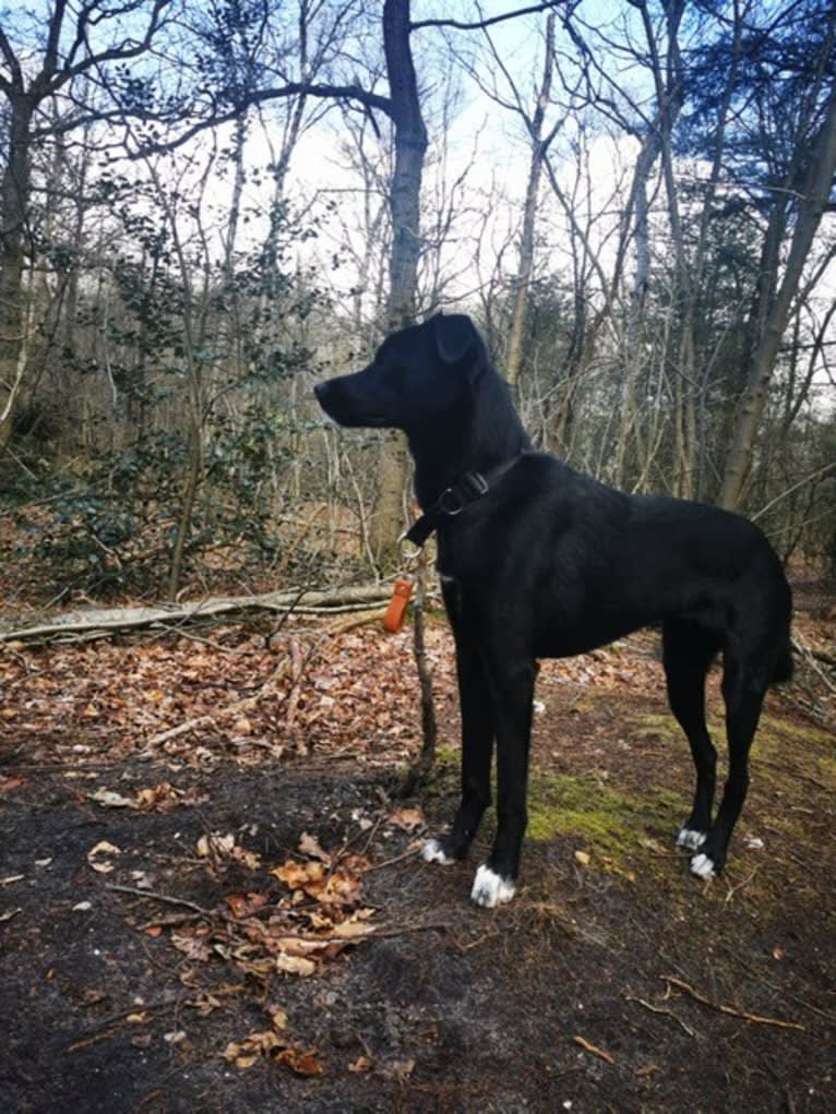 Mila, an Eastern European Village Dog tested with EmbarkVet.com