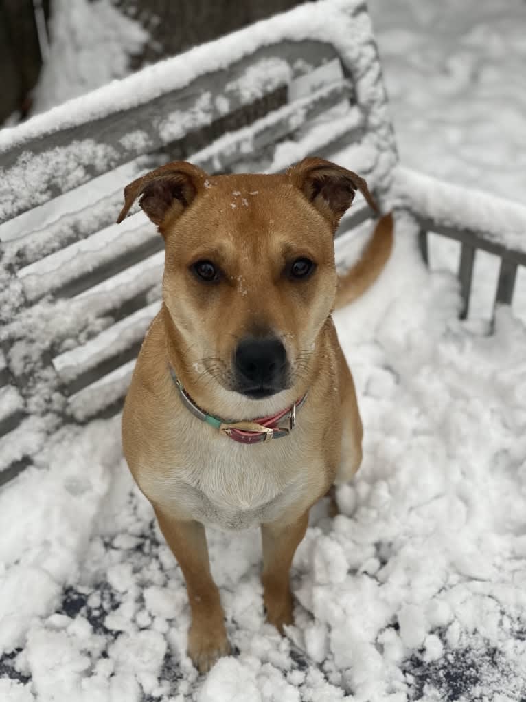 Poppy, an Australian Cattle Dog and American Pit Bull Terrier mix tested with EmbarkVet.com