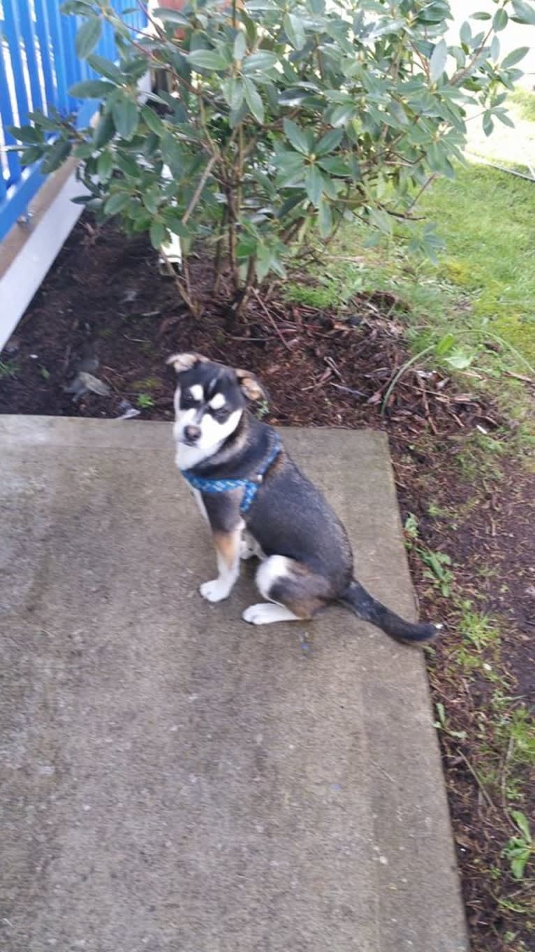 Leo, an Australian Cattle Dog and French Bulldog mix tested with EmbarkVet.com