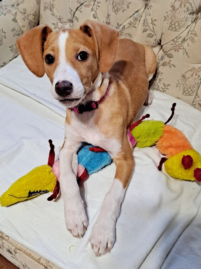 Stella, a Rat Terrier and Mountain Cur mix tested with EmbarkVet.com