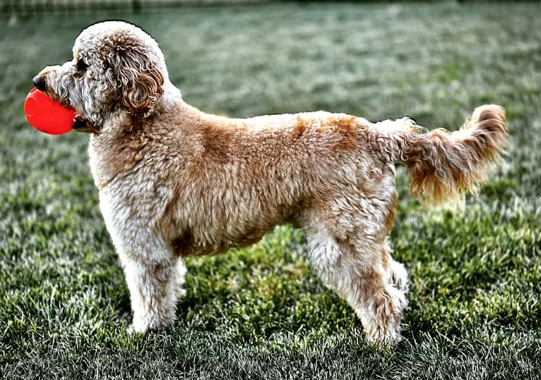 Pharaoh, a Goldendoodle tested with EmbarkVet.com