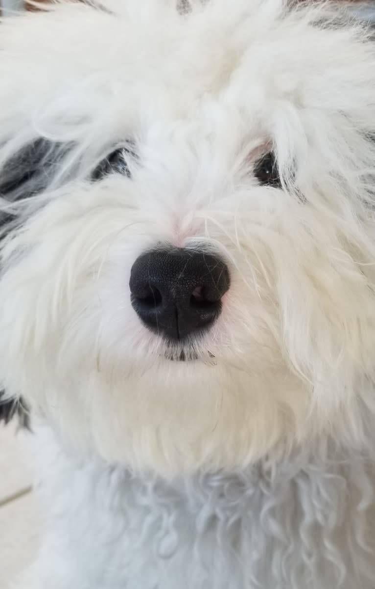 Bear, a Bernedoodle tested with EmbarkVet.com