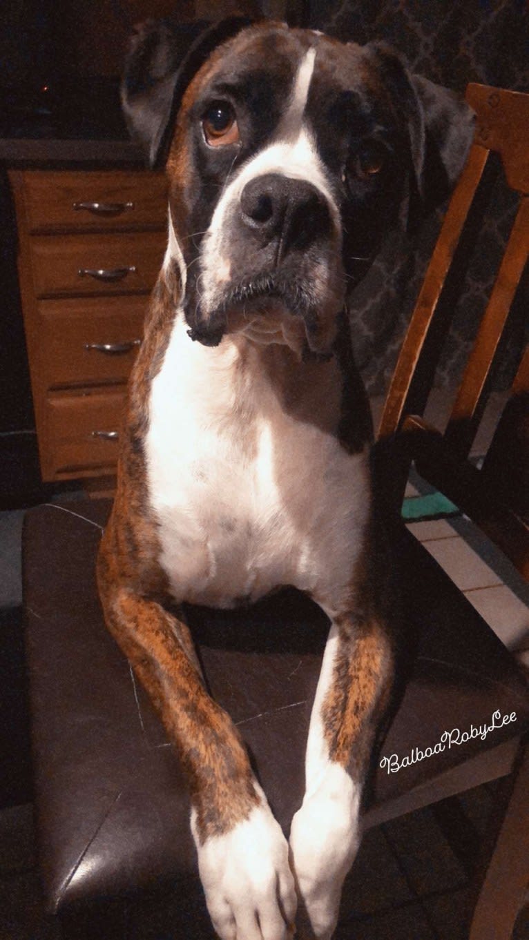 Balboa, a Boxer tested with EmbarkVet.com