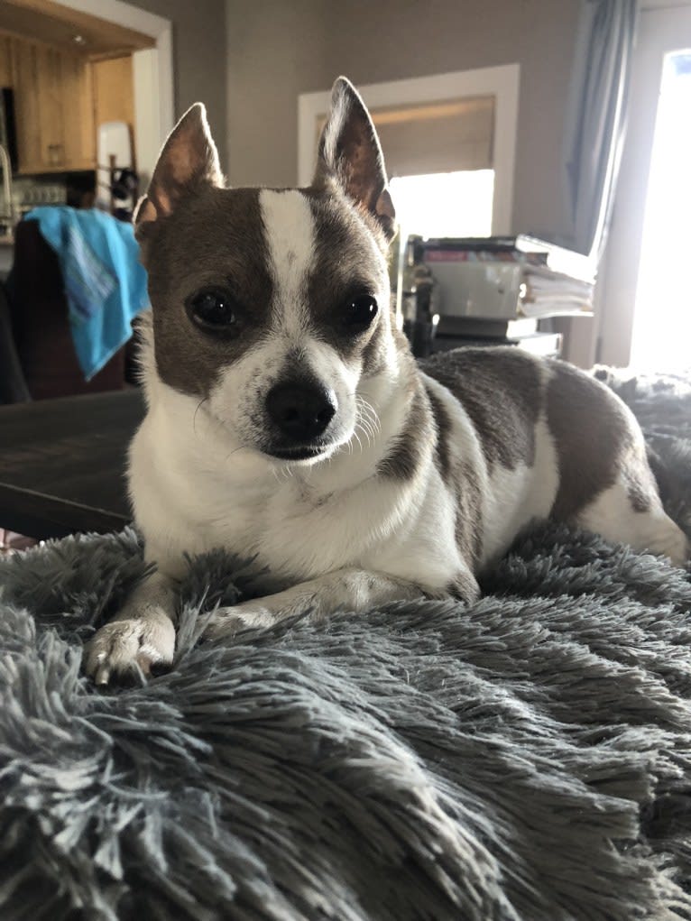 Jacques, a Chihuahua (13.4% unresolved) tested with EmbarkVet.com