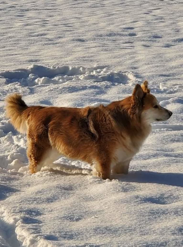 Amber, an Australian Cattle Dog and German Shepherd Dog mix tested with EmbarkVet.com