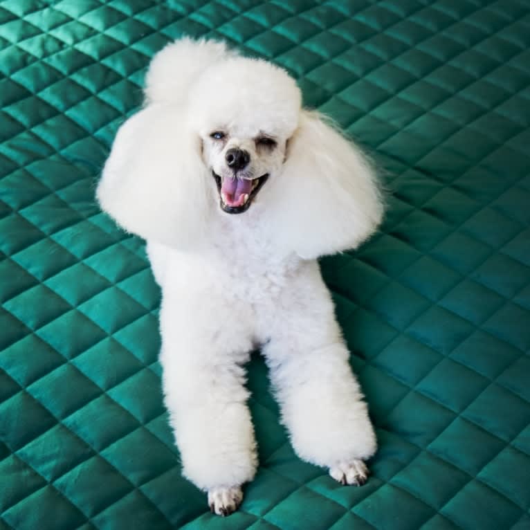 GiGi L'Amour, a Poodle (Small) tested with EmbarkVet.com