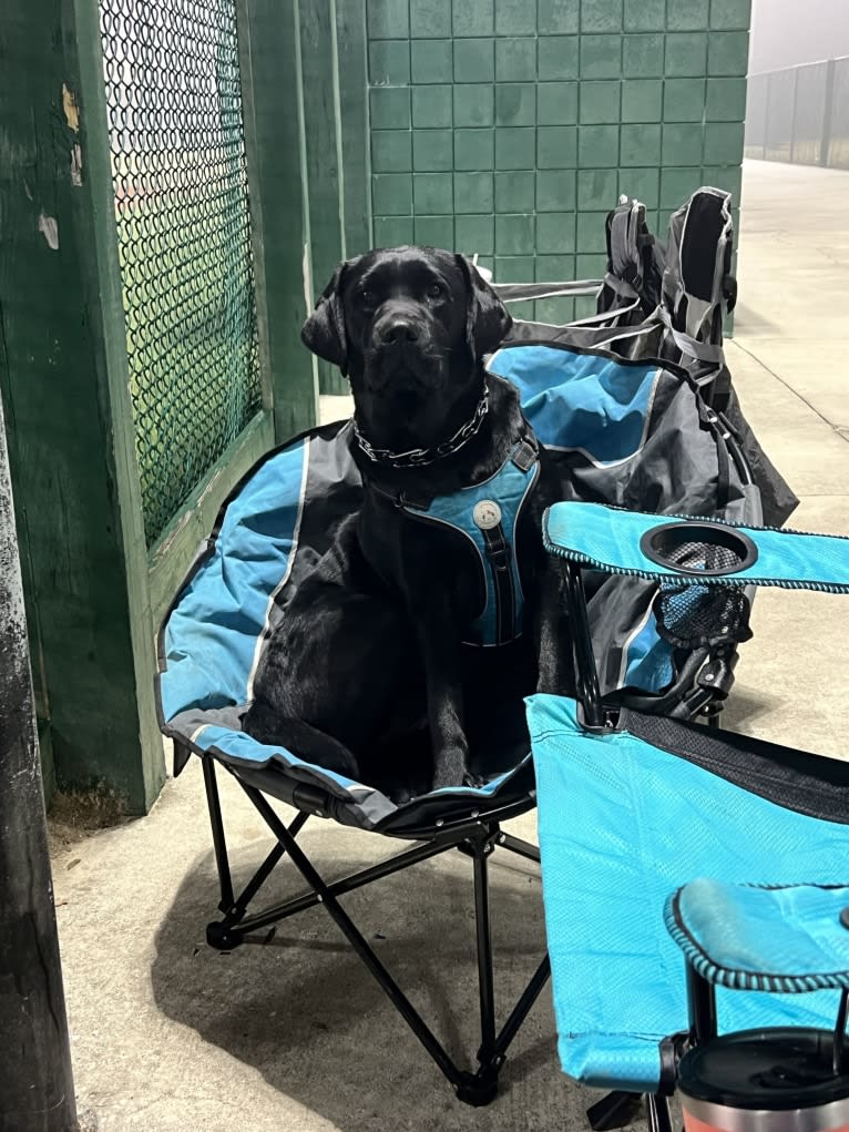Midnight, a Labrador Retriever tested with EmbarkVet.com