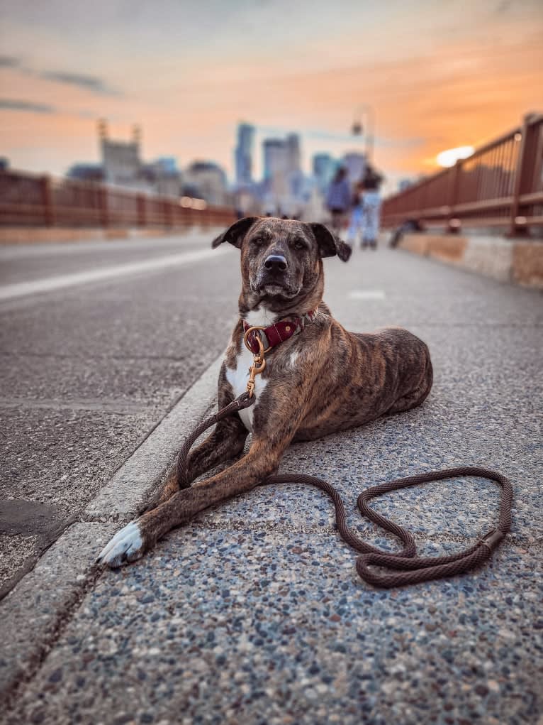 Wren, a Catahoula Leopard Dog and Rottweiler mix tested with EmbarkVet.com