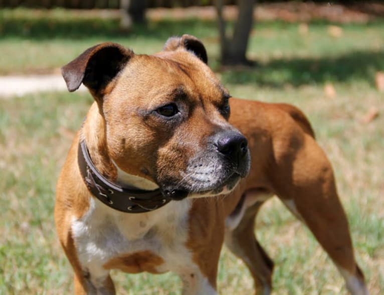 Angus, a Staffordshire Bull Terrier tested with EmbarkVet.com