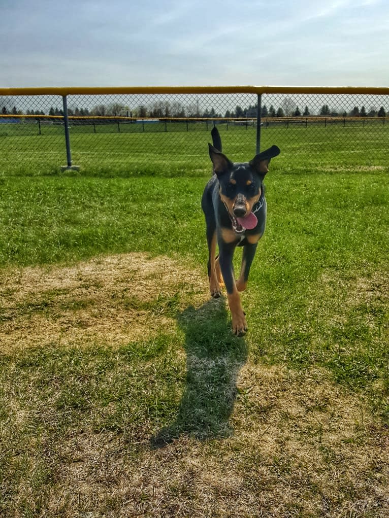 Hati, a Doberman Pinscher and German Shepherd Dog mix tested with EmbarkVet.com