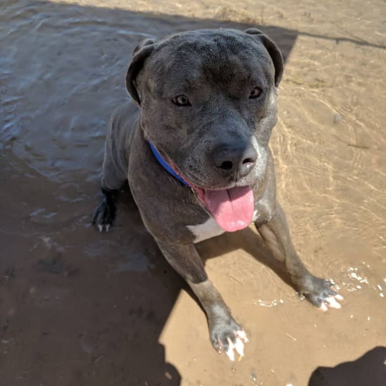 Left Brain, an American Bully and American Bulldog mix tested with EmbarkVet.com